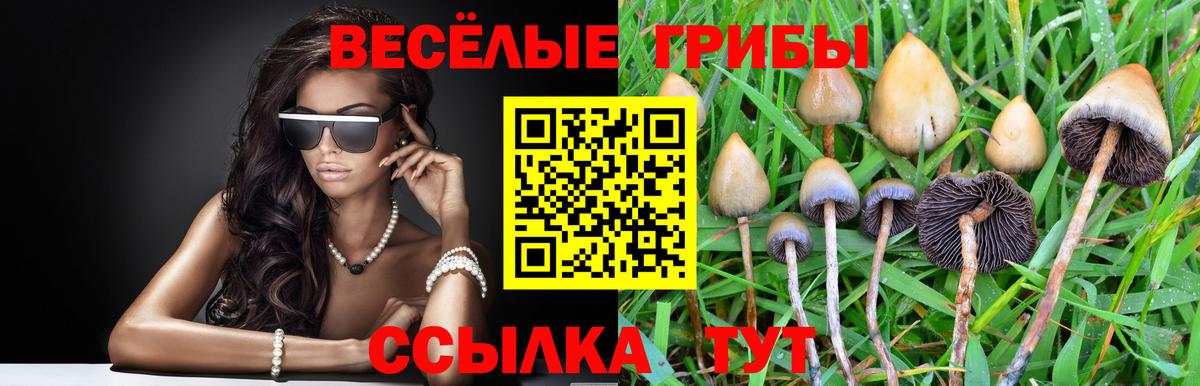 Псилоцибиновые грибы Cubensis  Вход с VPN  Избербаш 
